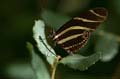 041 Zebra-Falter - Heliconius charitonius